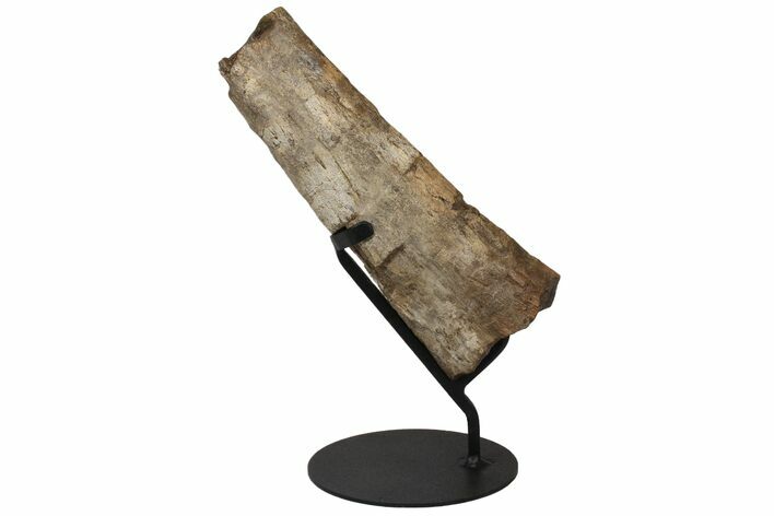 12.1" Partial Triceratops Horn with Metal Stand - North Dakota
